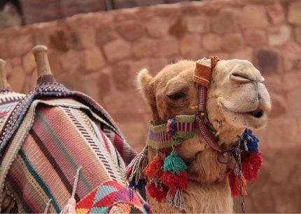 Camel at Wadi Rum